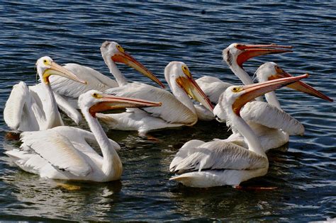 Free Picture Aerial American White Pelican