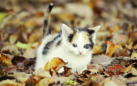 Kittens Screensavers Wallpaper 48 Images