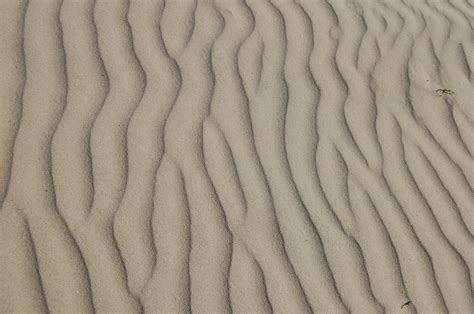 Free Images Beach Landscape Nature Sand Wing Wood Arid Desert