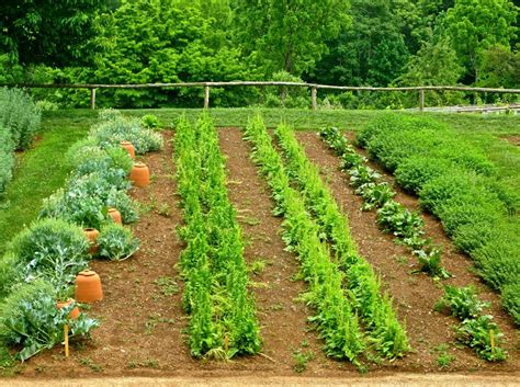 Saving seeds from this category is straightforward. EMERGENCY SURVIVAL GARDEN VEGETABLE SEEDS NON-GMO HEIRLOOM ...