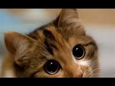 *i do not own, nor have created the voice overs*cats instagram:@wilfredwarriorvoice over channel:@michaelrapaportif you have any video ideas or meme. Cats and dogs with big cute eyes - Funny and cute animal ...