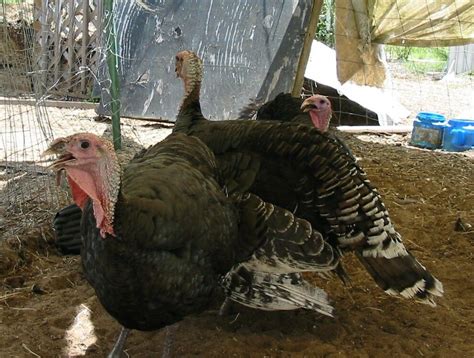 Collectively, the standard and broad breasted varieties are simply called the bronze turkey. What is the difference between a standard bronze turkey ...