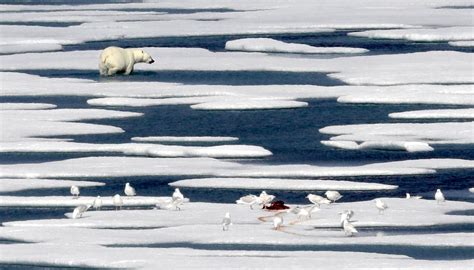 Arctic Voyage Finds Global Warming Impact On Ice Animals Woai