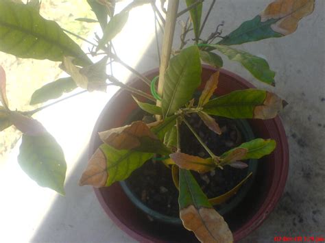 See full list on gardenguides.com Forum: Miracle Fruit Tree