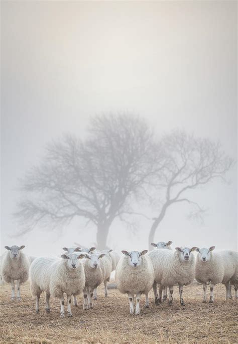 Sheep In The Mist Photograph By Anita Nicholson Pixels