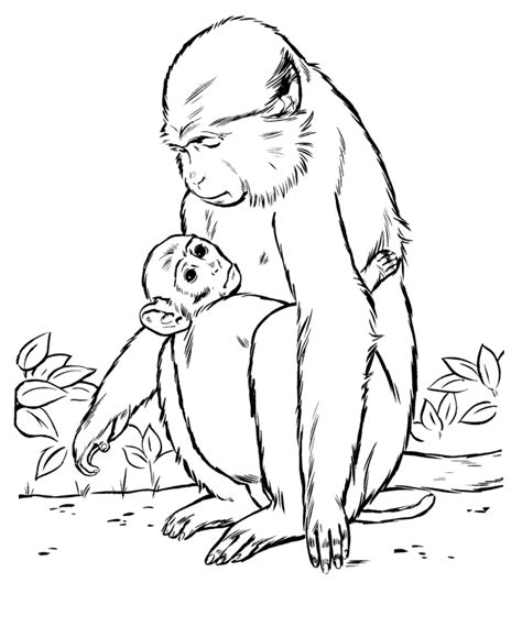 Depending on the style of colouring page and age that you are looking for, you might want to start by browsing our simple animal colouring. Baboon coloring pages download and print for free