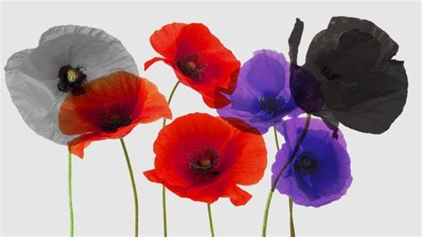 What Do The Different Coloured Poppies Mean Remembrance Day Poppy Poppy Color Poppies