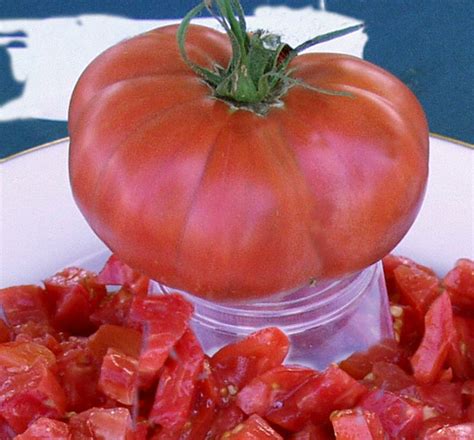 Richardson Tomato A Comprehensive Guide World Tomato