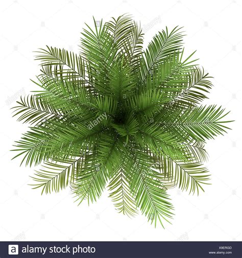 Top View Of Date Palm Tree Isolated On White Stock Photo Alamy