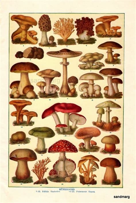 Edible And Poisonous Mushrooms Color Chart 1930s For By