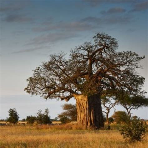 Baobab Tree Adonsonia Digitata