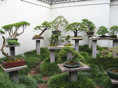 Bonsai Tree Outdoor Garden