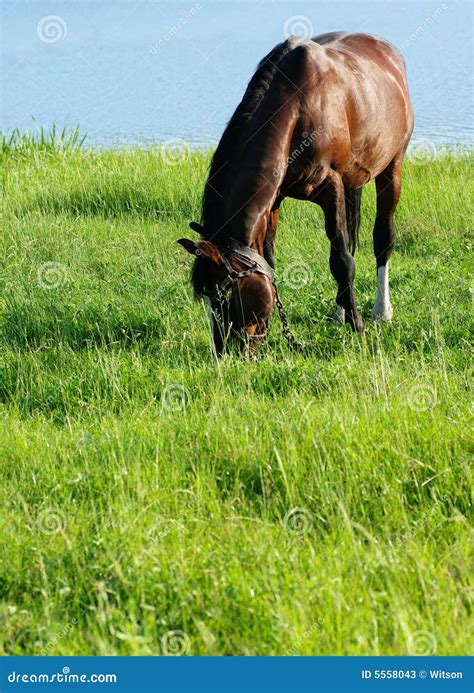 Horse Eating Grass Stock Image Image Of Pasture Mammal 5558043