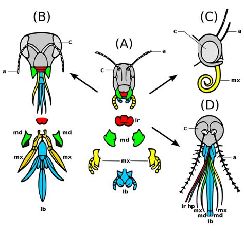 Insect Mouthparts Wikiwand