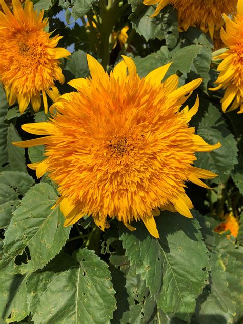 Goldy Double Sunflower Organic Seedway
