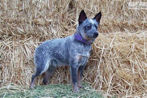 Australian Cattle Dogblue Heeler Puppy For Sale Near Bend Oregon