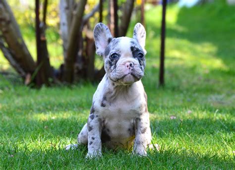 The french bulldogs we carry have a wide variety of coat colors. French Bulldog Puppies For Sale | Miami, FL #296098