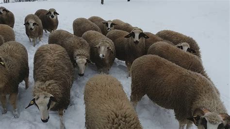 Sjenicke ovce u Ljuticama..... - YouTube
