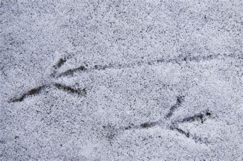 De tierspuren erkennen, wolkenbilder lesen. Tierspuren Im Schnee Erkennen Grundschule : Die 12 Besten ...