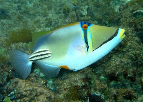 One Of The Most Spectacular Fish You Might Bump Into Is This Picasso