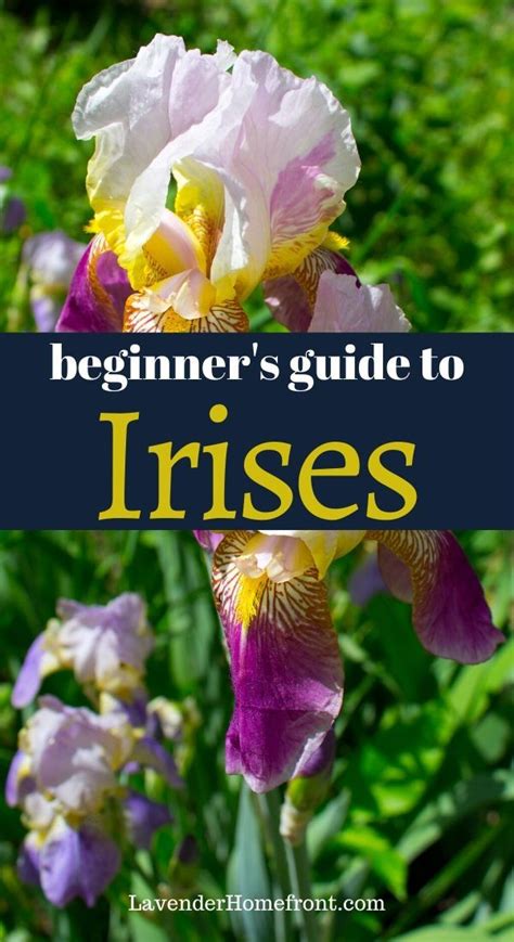 How To Plant And Care For Irises Plants Growing Irises Iris Flowers