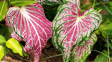 There are two ways for your dog to get alocasia poisoning. 19 Plants Poisonous To Pugs You Need To Know About