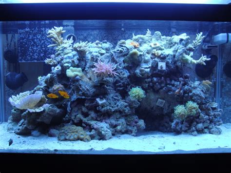 Samanthas 50 Gallon Mixed Reef Aquarium