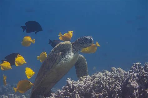 Green Sea Turtle Being Cleaned By Yellow Tangs And Kole Tangs On Coral