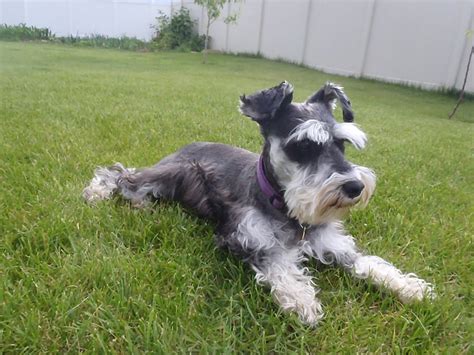 Featuring 1/2 inch plates, this slim ghd hair straightener is the perfect choice. Our Mini Schnauzer Family: Tia