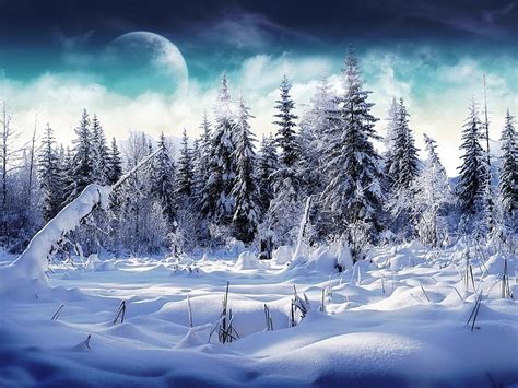 Pine Tree Wood Fur Trees Snow Snowdrifts Fog Moon Hd Wallpaper