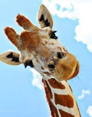 ✓ free for commercial use ✓ high quality images. Smile Break Ideas for your Classroom | Giraffe pictures ...