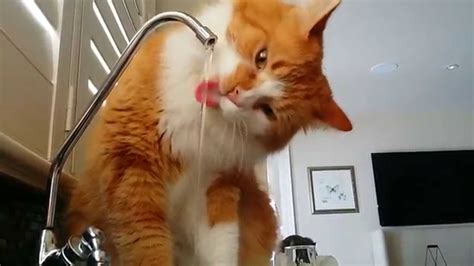 Kitty The Cat Playing And Drinking Water From Faucet Youtube