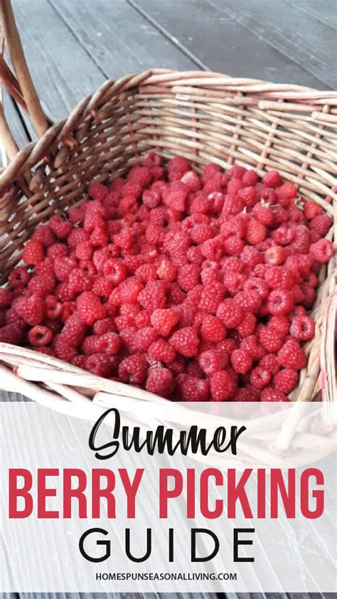 Summer Berry Picking Guide Summer Berries Berry Picking Seasonal Food