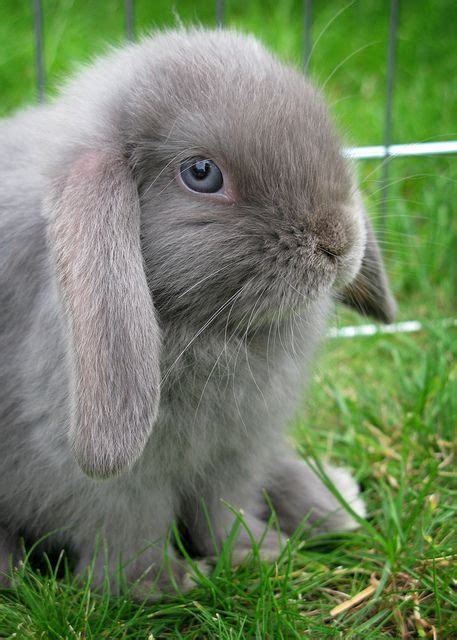 Bunny Oh Those Blue Eyes Animals And Pets Funny Animals Cute Babies
