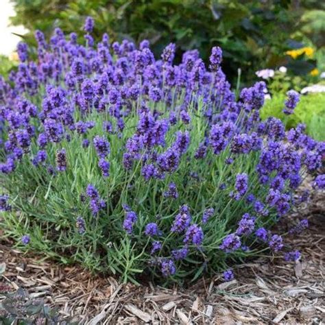 25 Perennial Lavender Seeds For Fall Planting Etsy Uk In 2023 Lavender Plant Lavender