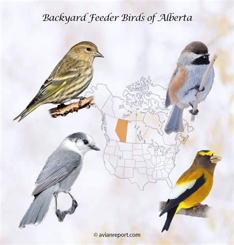 Backyard Feeder Birds In Alberta The Definitive Guide
