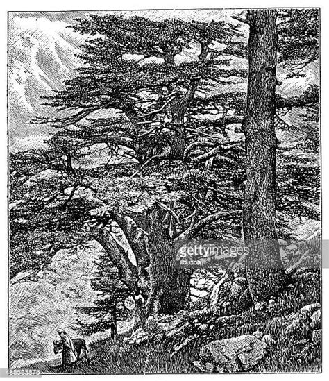 Cedar Tree Illustration Photos And Premium High Res Pictures Getty Images