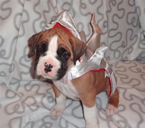 17 Best Halloween Costumes For Boxer Dogs Page 2 Of 5 The Paws