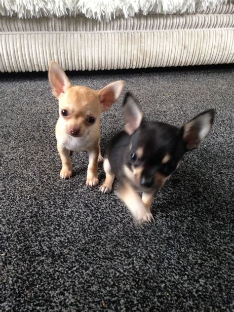 Stunning Miniature Chihuahua Puppies Bradford West