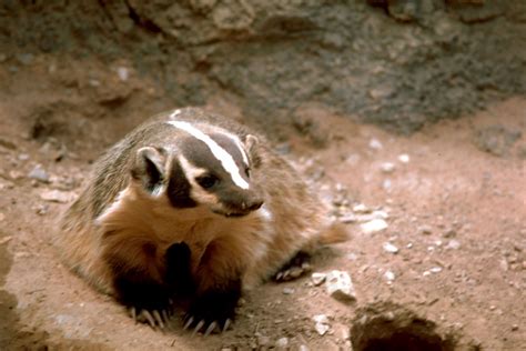 Welcome To Fun2shh World Latest Badger Animal Wallpapers Download For Free
