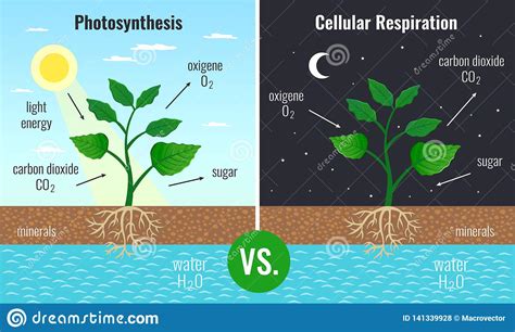 9 ¿los cactus producen frutos comestibles? Let's learn Biology and Geology in English!: 2020