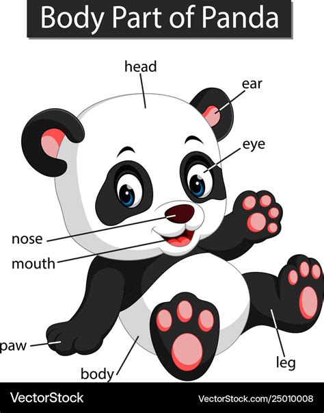 Diagram Showing Body Part Panda Royalty Free Vector Image