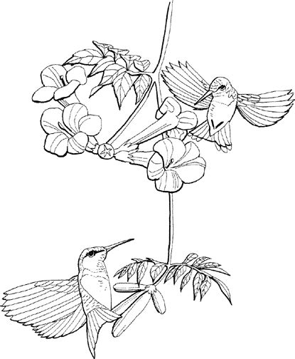 We've searched high and low for free bird coloring pages. Hummingbird Line Drawing at GetDrawings | Free download