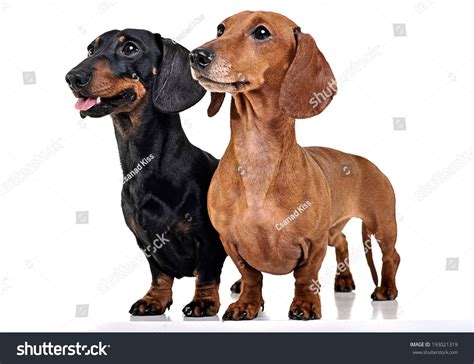 1663 2 Dachshund Isolated Images Stock Photos And Vectors Shutterstock