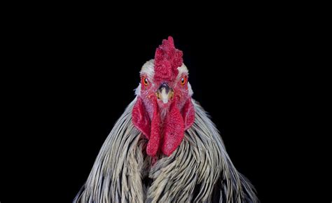 Photographer Explores The Surprising World Of Chicken Beauty Pageants