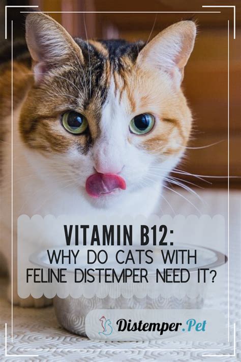 Pancreatitis in cats is inflammation of the pancreas and acute means quickly, so acute pancreatitis is the sudden onset of pancreatic inflammation. Vitamin B12: Why Do Cats with Feline Distemper Need It ...