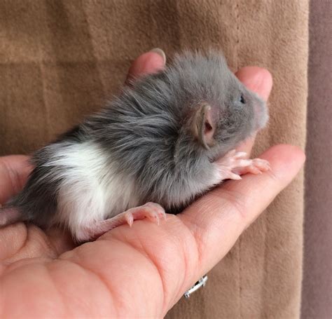 Long hair mouse information | newlonghair