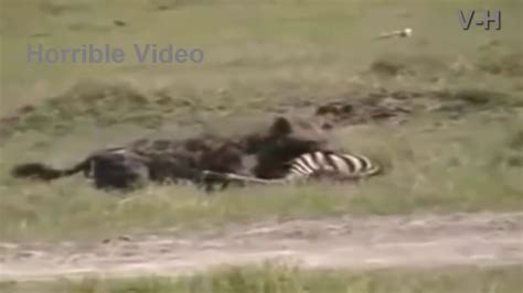 Hyena Attack A Baby Zebra And Eaten Alive Music Jinni Youtube