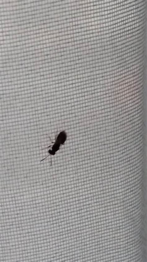 Ein befall kommt in den besten familien vor und ist kein zeichen mangelnder hygiene. Hilfe! kleine (5-20mm), schwarze, springende Käfer in der ...