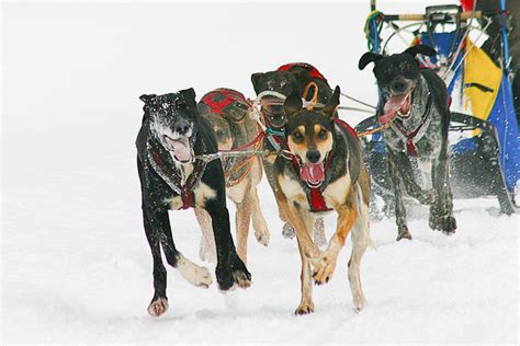 Dog Sledding In Furano Hokkaido Bashō Trip Hokkaidos Largest